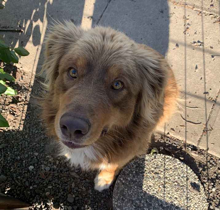 Photo of Hank