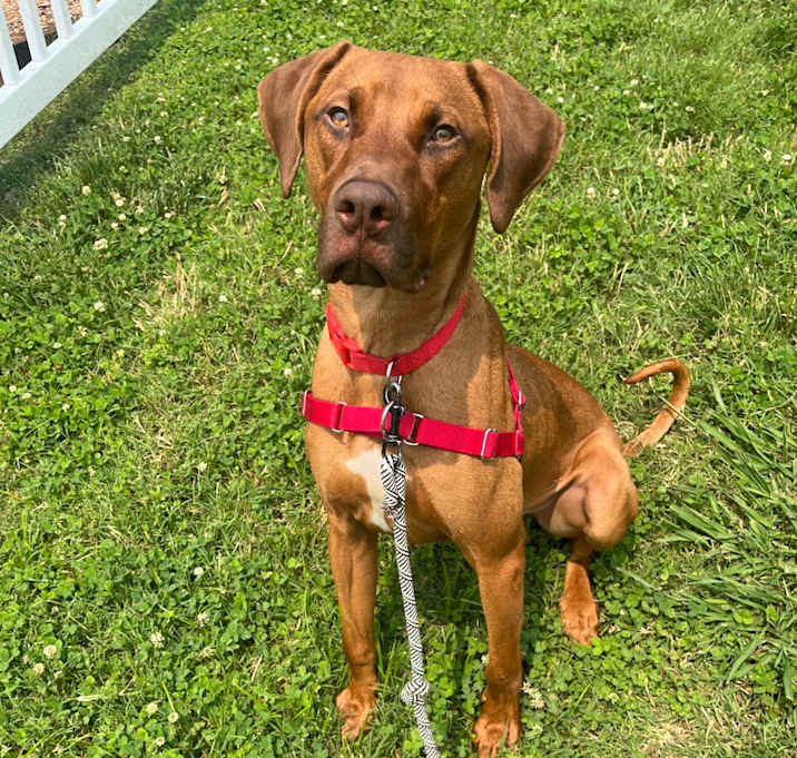 Photo of Bolt