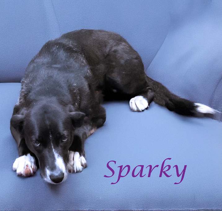 Photo of Sparky D25-077