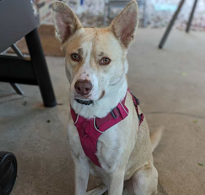 Photo of Luna