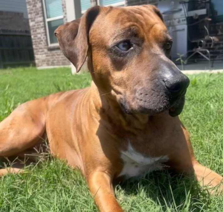 Photo of Peanut