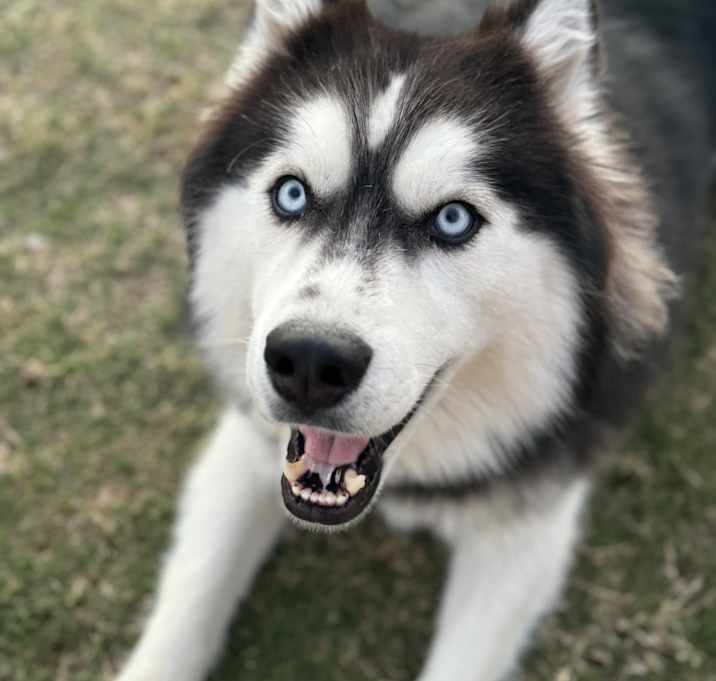 Photo of Max
