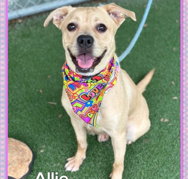 Photo of ALLIE