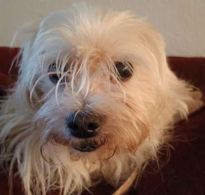 Photo of BRUNO