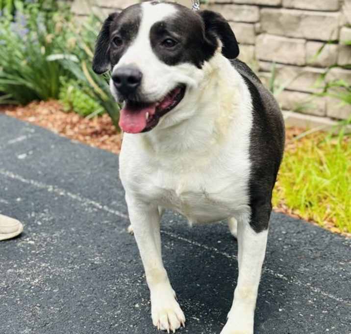 Photo of Pappy - three year old male - AVL 6/6
