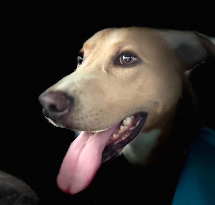 Photo of Rocco