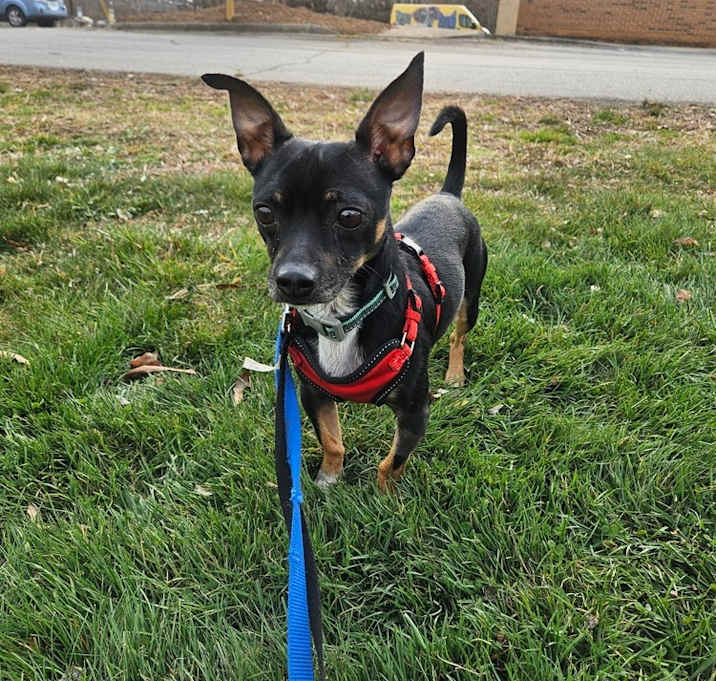 Photo of Dyno