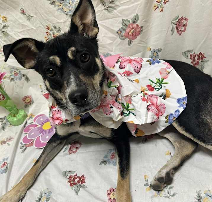 Photo of Lily