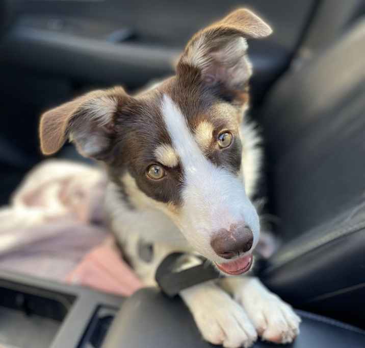 Photo of Izzy