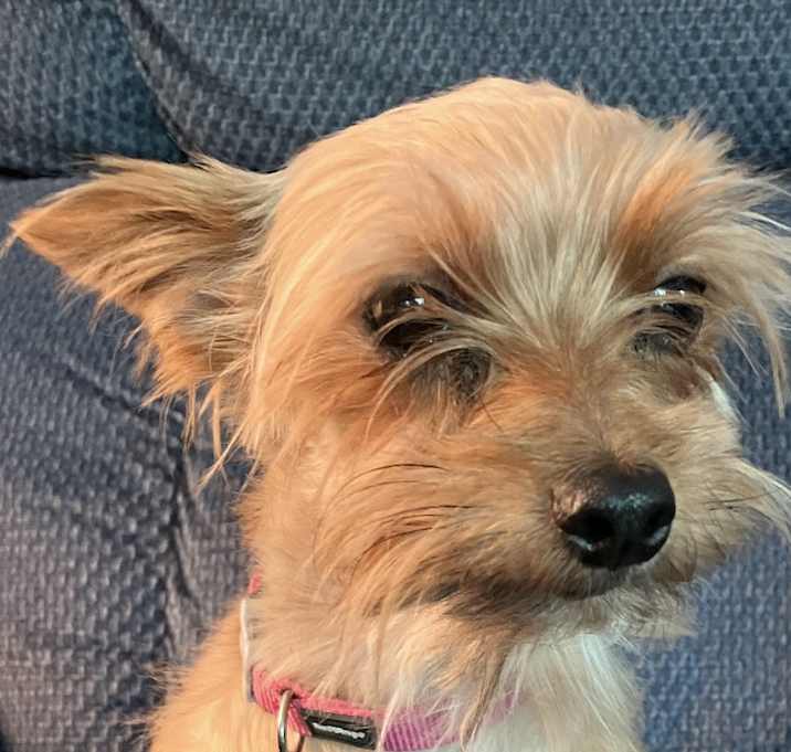 Photo of Taffy