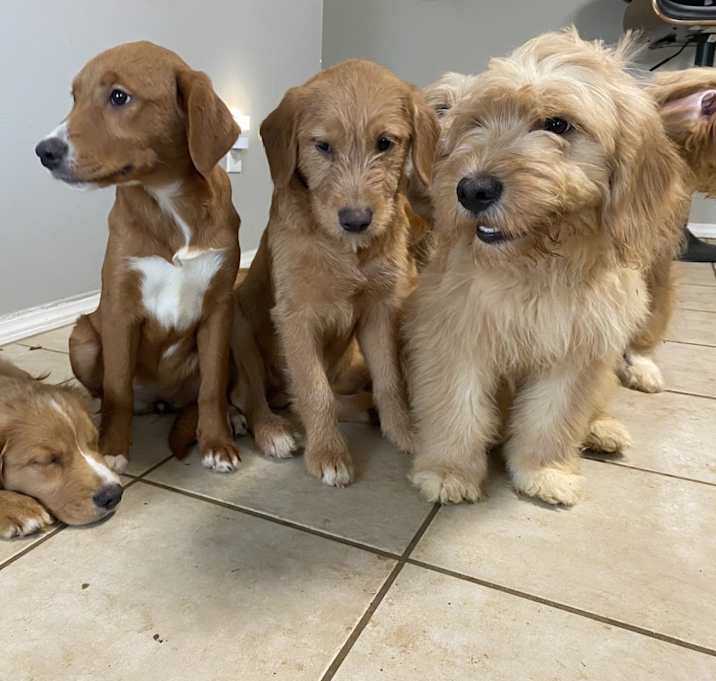 Photo of -multiple puppies-