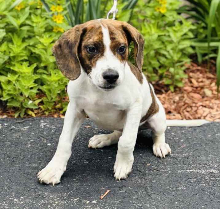 Photo of Oakley - 16 weeks old, AVL 6/6