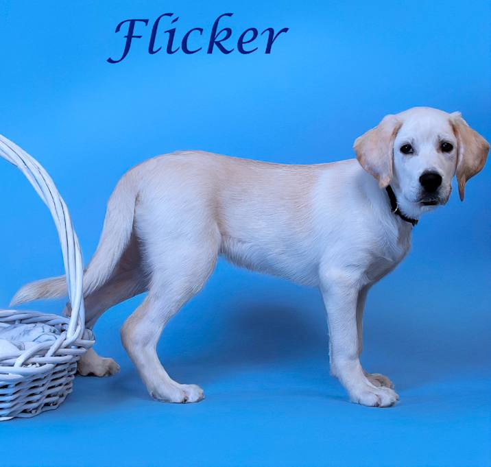 Photo of Flicker D25-074