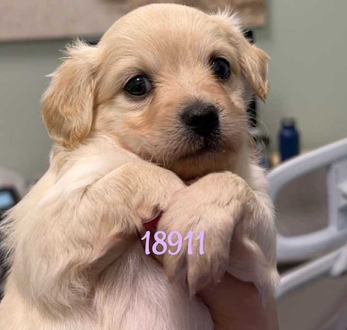 Photo of Pearly
