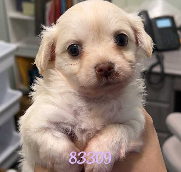 Photo of Snowy