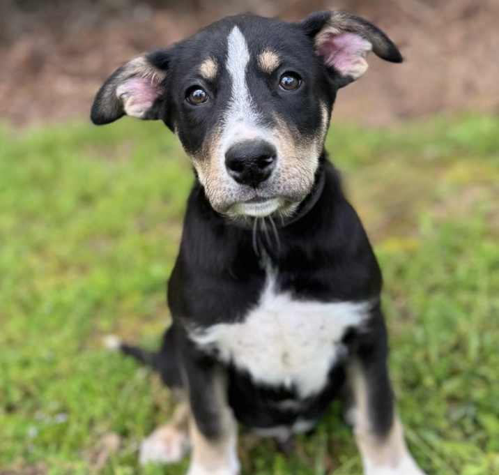 Photo of Shadow
