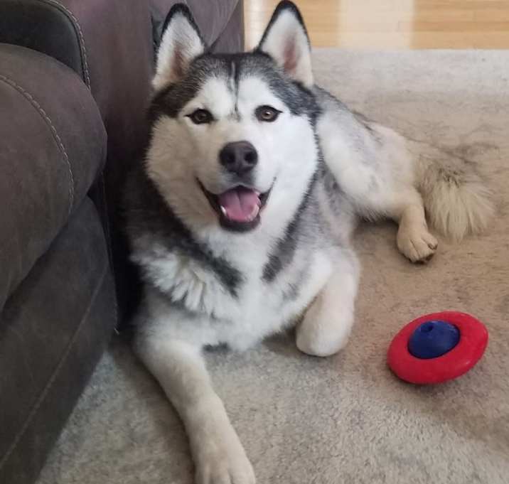 Photo of Koda