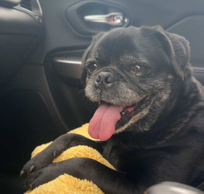 Photo of Milo