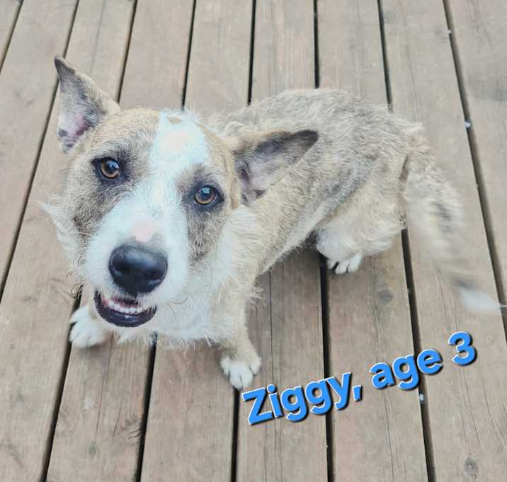 Photo of Ziggy