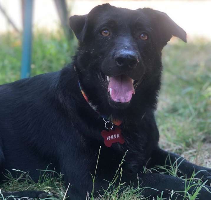 Photo of Hank / Pepper Joe