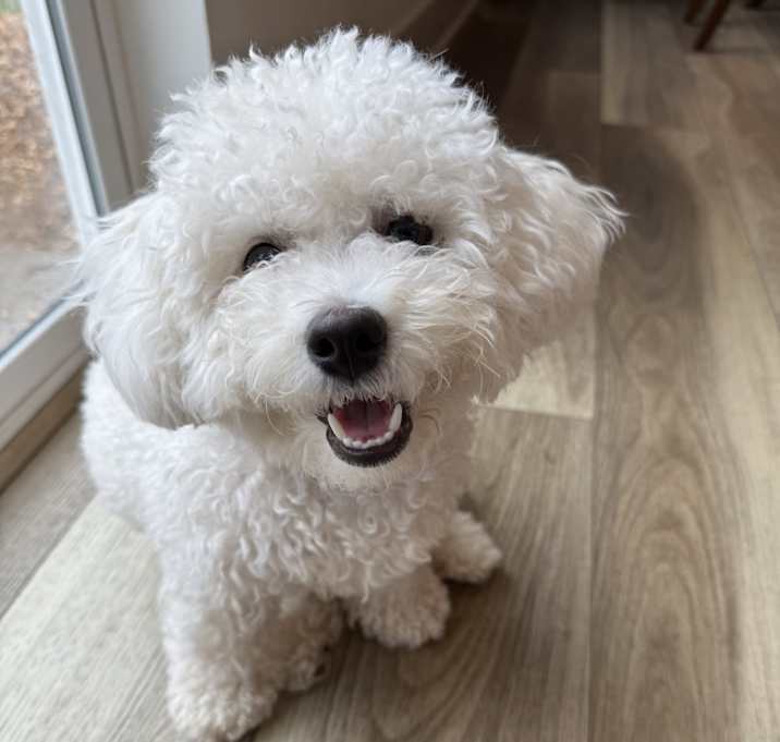 Photo of Mayple