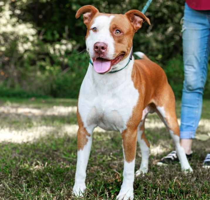 Photo of Rusty