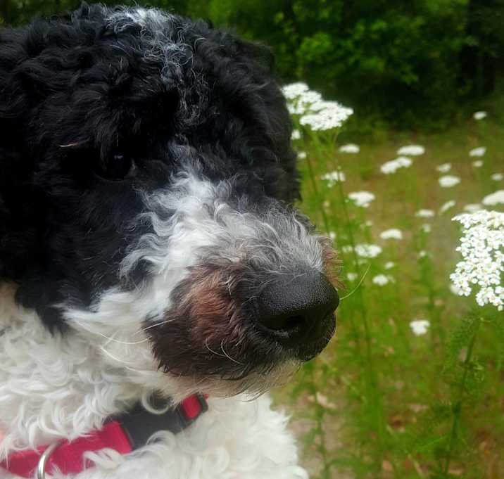 Photo of Pongo