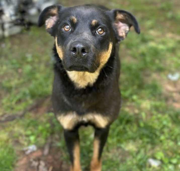 Photo of Buttercup