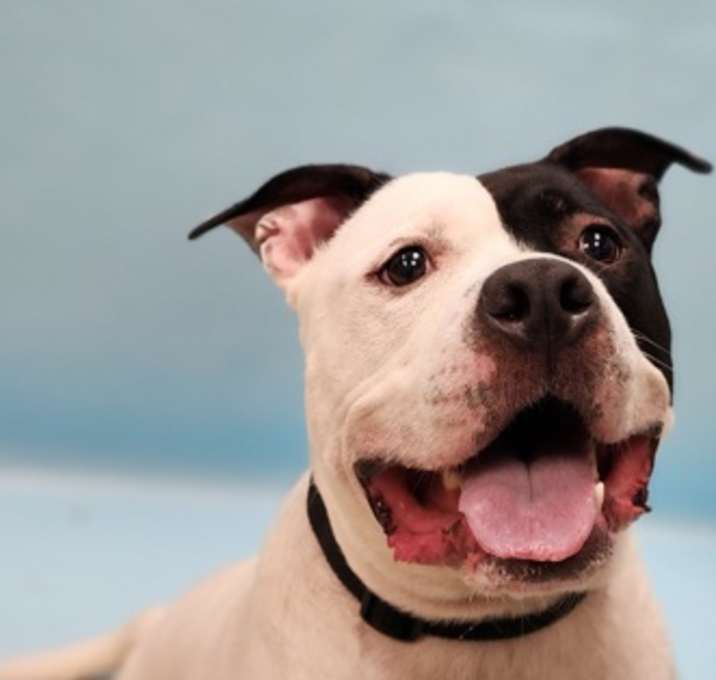 Photo of Diesel