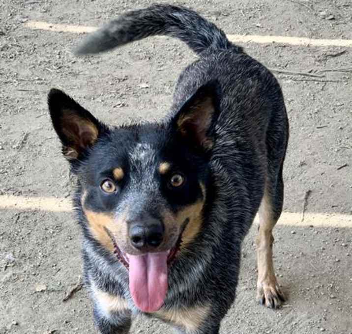 Photo of BANDIT