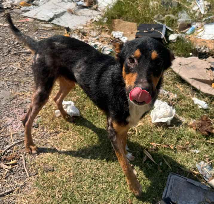 Photo of Rocky