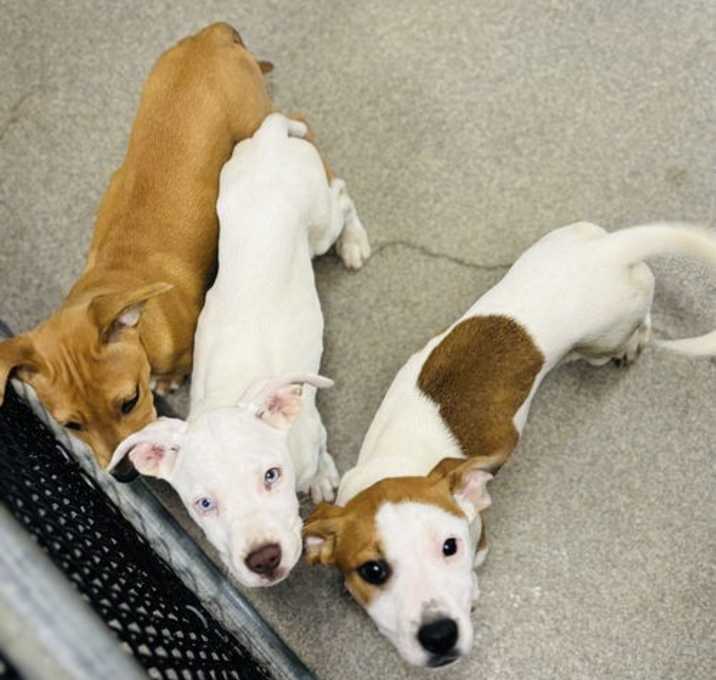 Photo of Mickey - 10 weeks old, AVL 6/6