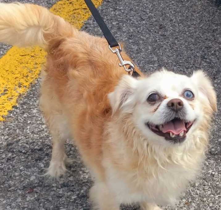 Photo of Pippin