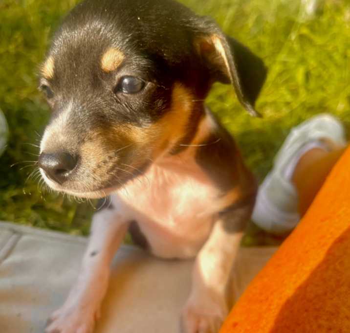 Photo of Jaycee (9 Red)