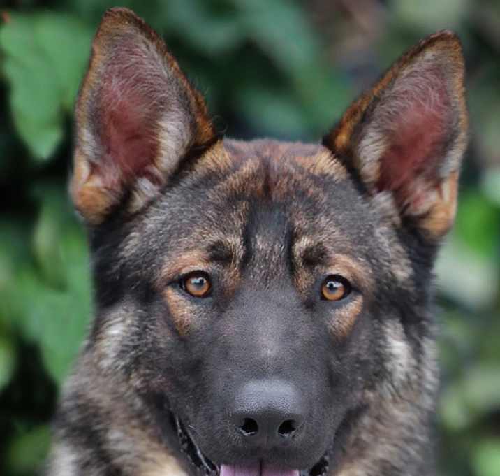 Photo of King von Kieve