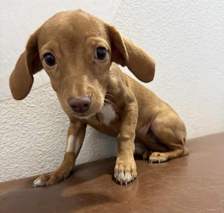 Photo of Daisy