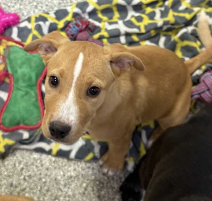 Photo of Caramel