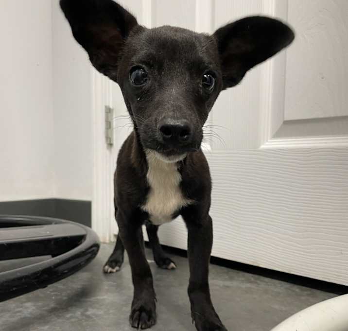 Photo of Cosmo
