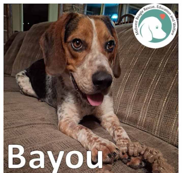 Photo of Bayou