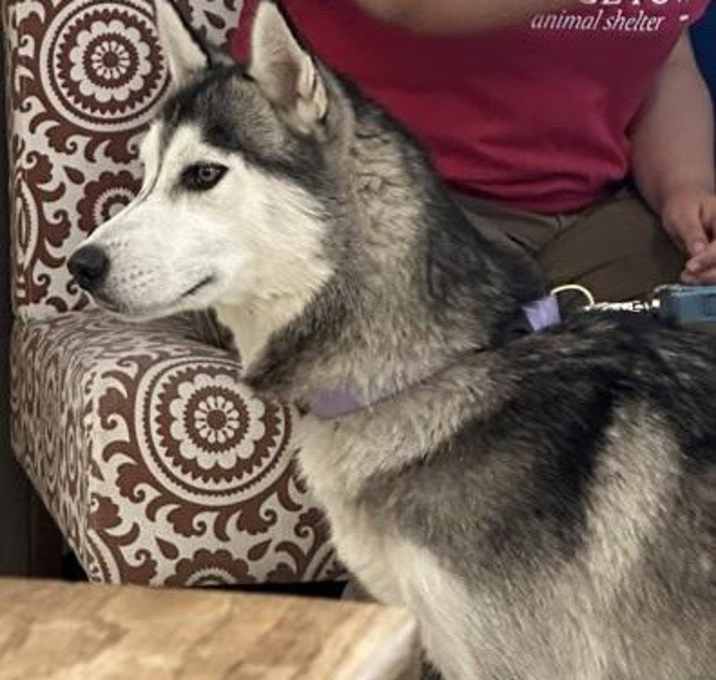 Photo of Henrietta Husky