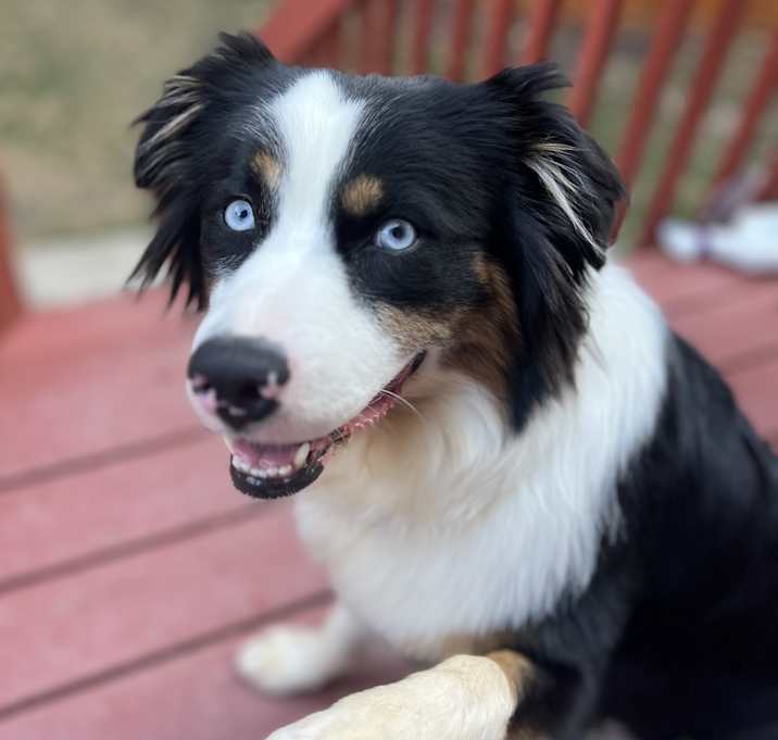Photo of Nova