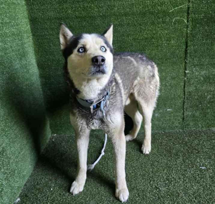 Photo of BUDDY
