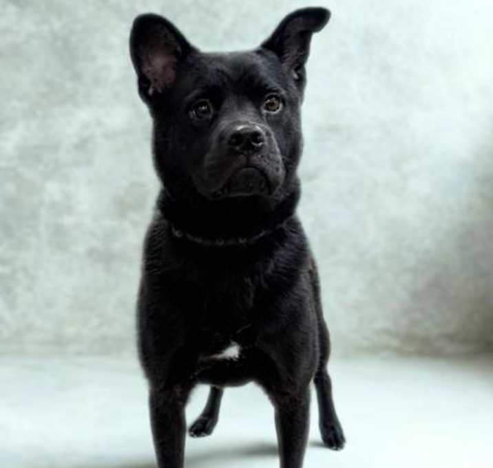 Photo of Raven
