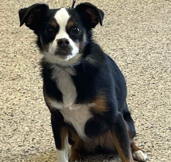 Photo of Zipty Do Da