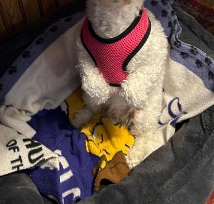 Photo of Precious Bichon
