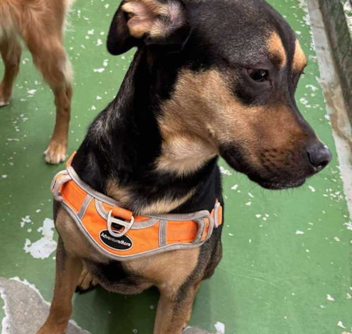 Photo of Gus - At shelter