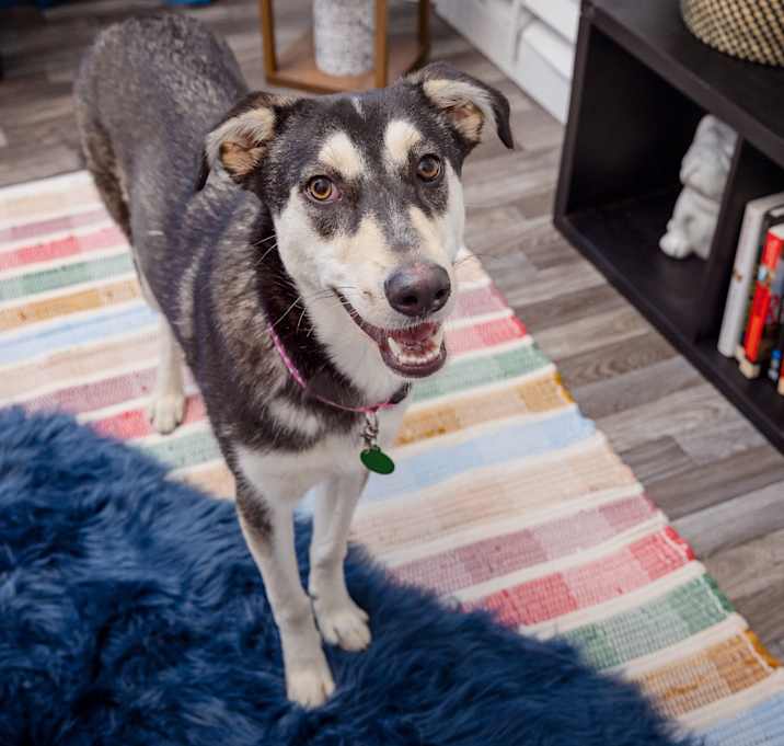 Photo of Spumoni