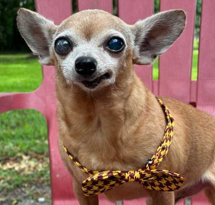 Photo of Coco