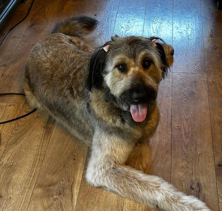 Photo of Piper