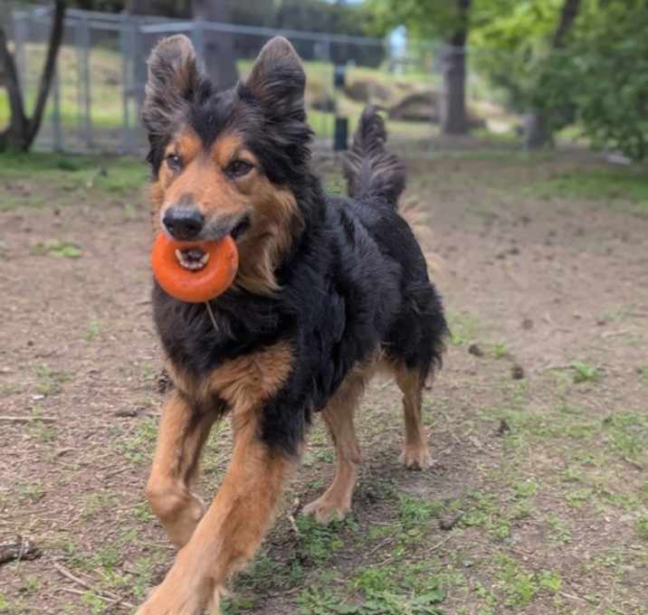 Photo of Kodiak (kody)